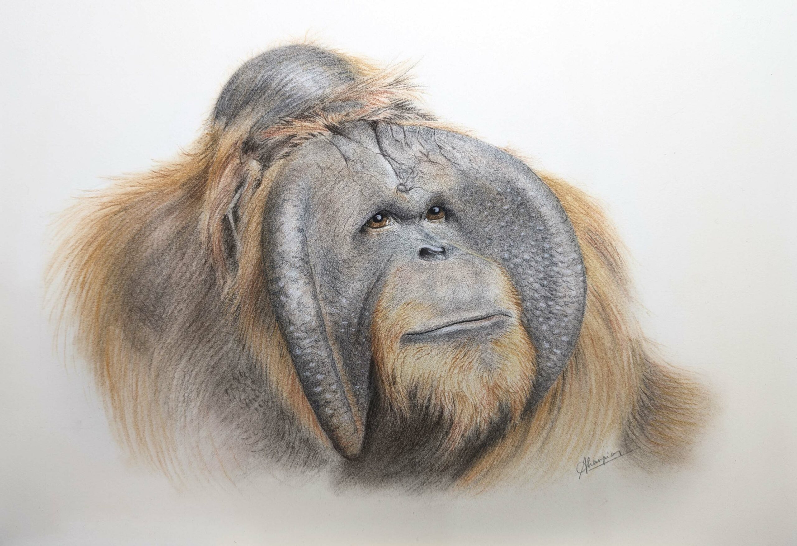Dessin portrait souvenir animaux lémurien